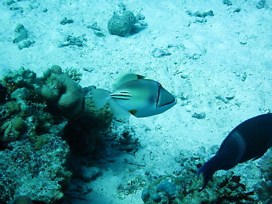 포토 JPG 해외이미지 야생동물 바다 이집트 어류 사람없음 수중 이국적 해외202004 해외포토 동물 아프리카 수중동물 파일형식 이미지허브