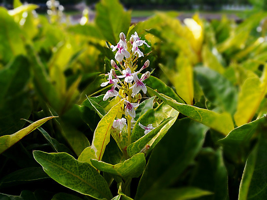 포토 JPG 해외이미지 식물 꽃 아시아 백그라운드 잎 태국 자연 동양인 사람없음 초록색 정원 벚꽃 흰색 신선 제비꽃 내추럴 블러 캐리커처 해외202004 해외포토 나라 컬러 인종 그림 생태계 파일형식 이미지허브