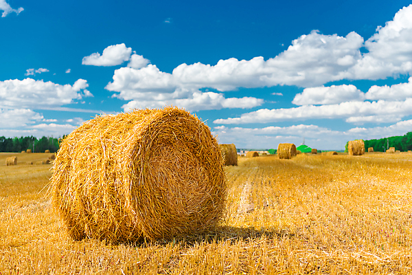 포토 JPG 해외이미지 주간 구름 농업 하늘 풍경 사람없음 야외 농경지 짚더미 뭉치 해외202004 해외포토 자연요소 산업 농장 볏짚 파일형식 더미 이미지허브
