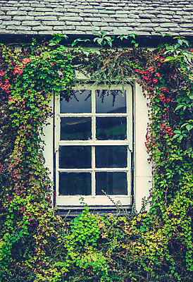 포토 JPG 해외이미지 식물 전통 외관 꽃 유럽 벽 꽃무늬 창문 자연 영국 잉글랜드 주택 프레임 액자틀 사람없음 장식 빨간색 초록색 여름 컬러풀 반사 마을 정원 봄 수확 흰색 시골 묘사 시골집 복고 아이비 아일랜드 시들음 그런지 석판 옛날 필터 스코틀랜드 효과 해외202004 해외포토 계절 나라 컬러 액자 무늬 농업 틀 건물 생태계 파일형식 이미지허브