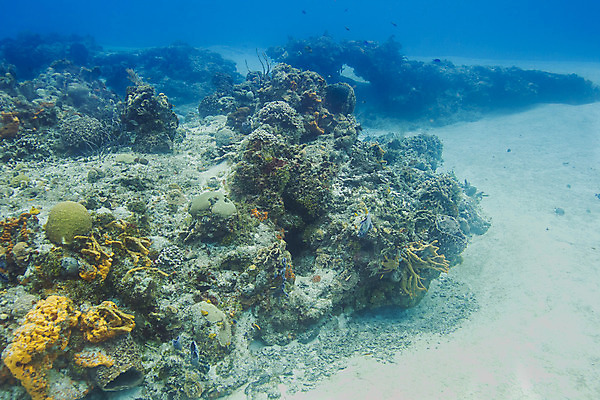 포토 JPG 해외이미지 야생동물 바다 학교 자연 열대 어류 풍경 사람없음 물 컬러풀 바닷속 수중 미국 다양 스노클링 산호 다이빙 암초 석호 깊이 동물상 소금물 이국적 해외202004 해외포토 자연요소 동물 교육 컬러 다수 북아메리카 조형물 수영 수중동물 수상스포츠 자포동물 생태계 수중스포츠 파일형식 이미지허브