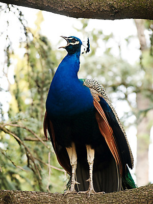 포토 JPG 해외이미지 나무 동물 남자 야생동물 자연 조류 서기 사람없음 파란색 컬러풀 공작 깃털 꼬리 부리 해외202004 해외포토 식물 컬러 모션 사람 생태계 파일형식 이미지허브