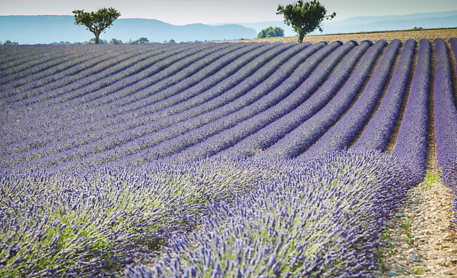 포토 JPG 해외이미지 식물 꽃 유럽 백그라운드 밭 농업 자연 하늘 풍경 사람없음 여름 컬러풀 보라색 프랑스 시골 제비꽃 향기 라벤더 내추럴 프로방스 해외202004 해외포토 계절 나라 산업 컬러 허브 생태계 냄새 파일형식 이미지허브