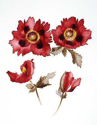 JPG 해외이미지 식물 꽃 꽃다발 일러스트 붓터치 수채화 사람없음 그림 번짐 해외202004 해외일러스트 파일형식 효과 이미지허브