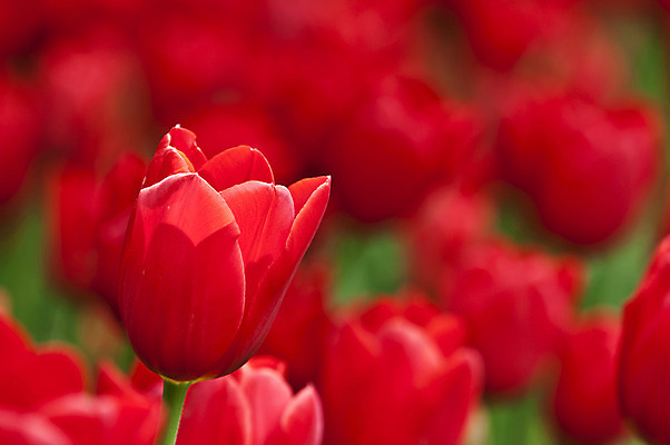 포토 JPG 해외이미지 식물 공원 꽃 자연 사람없음 여름 정원 봄 기쁨 튤립 가득함 해외202004 해외포토 계절 공공시설 감정 생태계 파일형식 이미지허브