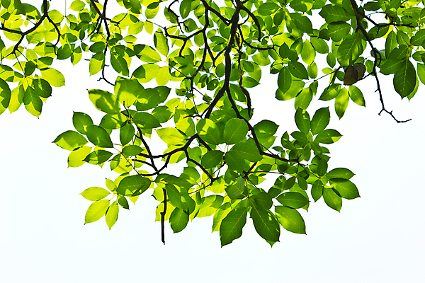 포토 JPG 해외이미지 나무 식물 공원 곤충 백그라운드 잎 자연 프레임 그림자 사람없음 야외 초록색 태양 우주 정원 맑음 침묵 봄 성장 흰색 나뭇가지 신선 투명 숲 묘사 유기농 질감 내추럴 고립 디테일 해외202004 해외포토 자연요소 동물 웰빙 계절 공공시설 컬러 날씨 소리 생태계 파일형식 이미지허브