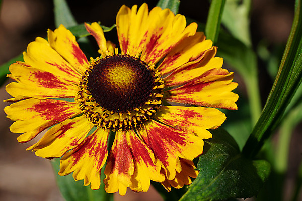 포토 JPG 해외이미지 식물 계절 꽃잎 꽃 잎 꽃무늬 자연 사람없음 야외 여름 환경 정원 성장 벚꽃 신선 개화 관목 생태계 원예 화단 내추럴 영원 해외202004 해외포토 나무 무늬 취미 파일형식 이미지허브