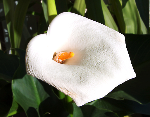 포토 JPG 해외이미지 식물 꽃 꽃무늬 사람없음 벚꽃 흰색 칼라꽃 해외202004 해외포토 컬러 무늬 파일형식 이미지허브