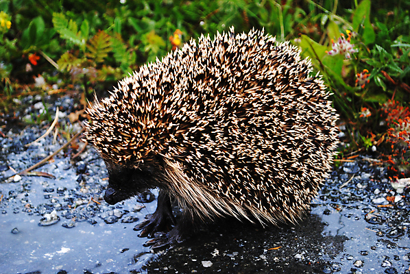 포토 JPG 해외이미지 동물 자연 사람없음 고슴도치 해외202004 해외포토 포유류 생태계 파일형식 이미지허브