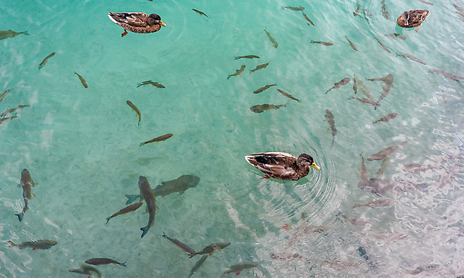 포토 JPG 해외이미지 나무 동물 공원 유럽 길 호수 야생동물 여행 백그라운드 잎 자연 낚시 어류 풍경 사람없음 야외 목재 초록색 물 여름 파란색 빛 강 컬러풀 반사 환경 맑음 수영 거울 바위 연못 신선 개울 크로아티아 내추럴 전국 많음 해외202004 해외포토 자연요소 식물 계절 공공시설 나라 컬러 컨셉 재료 레저 날씨 수중동물 돌_바위 수상스포츠 생태계 파일형식 이미지허브