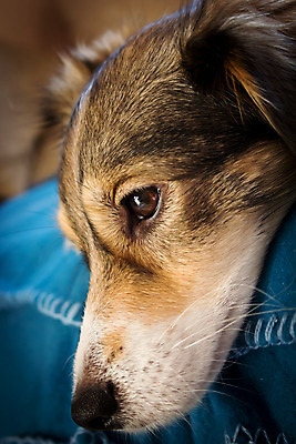 포토 JPG 해외이미지 동물 응시 포유류 사람없음 반려동물 슬픔 개 강아지 작음 자르기 고장 코 송곳니 고립 기르기 나루 우울감 우울증 유래 해외202004 해외포토 시선 감정 모션 신체부위 치아 질병 크기 돌봄 파일형식 이미지허브