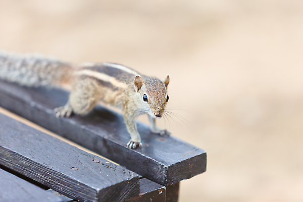 포토 JPG 해외이미지 아시아 여유 여행 자연 휴가 휴식 사람없음 햇빛 평화 맑음 자유 시골 달콤 편안함 다람쥐 엽서 내추럴 스리랑카 파라다이스 해외202004 해외포토 감정 나라 컨셉 날씨 태양 감각 맛 설치류 편지 생태계 파일형식 이미지허브