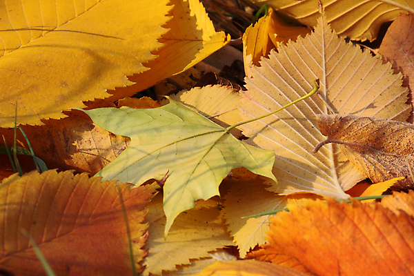 포토 JPG 해외이미지 나무 계절 공원 단풍 잎 자연 사람없음 야외 갈색 노란색 보라색 가을 땅바닥 해외202004 해외포토 식물 공공시설 컬러 바닥 생태계 파일형식 이미지허브