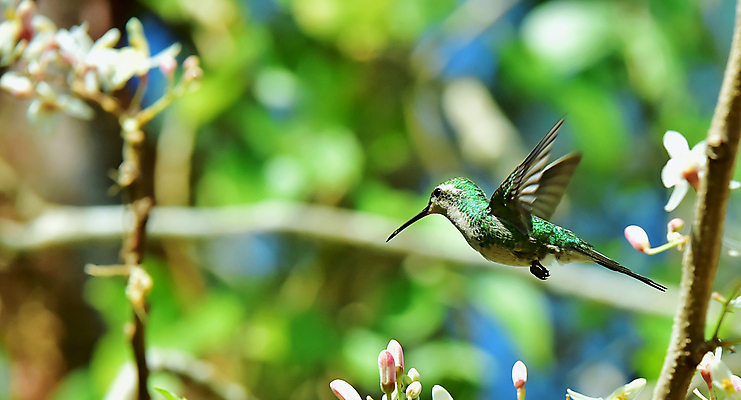 포토 JPG 해외이미지 꽃 야생동물 조류 사람없음 야외 아웃포커스 나뭇가지 작음 벌새 해외202004 해외포토 나무 식물 동물 촬영기법 크기 파일형식 이미지허브