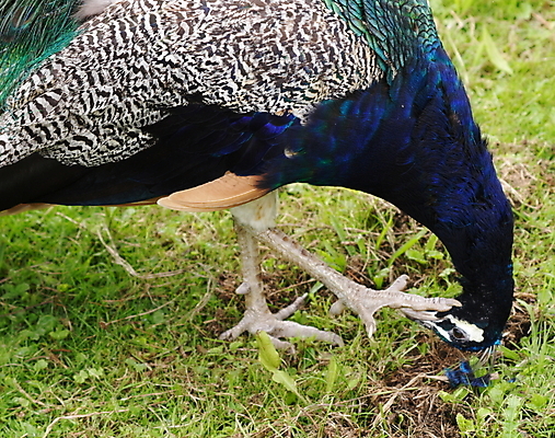 포토 JPG 해외이미지 동물 남자 야생동물 발 조류 사람없음 컬러풀 머리 공작 깃털 해외202004 해외포토 컬러 사람 신체부위 파일형식 이미지허브