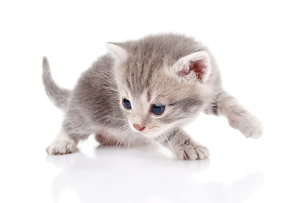 포토 JPG 해외이미지 동물 1 백그라운드 장난 자연 수염 털 앉기 사람없음 반려동물 귀여움 고양이 우정 회색 흰색 아기 작음 호기심 꼬리 얼룩무늬 솜털 고립 특별함 해외202004 해외포토 감정 컬러 컨셉 무늬 포유류 모션 사람 친구 크기 생태계 파일형식 이미지허브