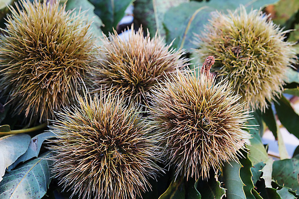 포토 JPG 해외이미지 나무 계절 유럽 백그라운드 잎 과일 자연 건강 사람없음 초록색 갈색 견과류 가을 흰색 달콤 묘사 유기농 숙성 식용 해외202004 해외포토 식물 웰빙 나라 컬러 맛 생태계 파일형식 이미지허브