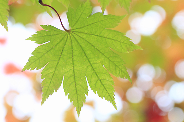 포토 JPG 해외이미지 식물 계절 백그라운드 단풍 잎 패턴 오렌지 사람없음 초록색 가을 흰색 숲 묘사 해외202004 해외포토 컬러 무늬 과일 파일형식 이미지허브