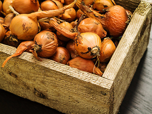 포토 JPG 해외이미지 채소 재료 전구 양파 건조 사람없음 목재 농작물 상자 정원 수확 신선 뿌리 레시피 프랑스어 해외202004 해외포토 나무 문자 농업 파일형식 이미지허브