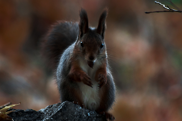 포토 JPG 해외이미지 나무 동물 1 공원 야생동물 백그라운드 오렌지 자연 털 사람없음 야외 목재 빨간색 갈색 견과류 가을 숲 작음 모피 먹기 호기심 꼬리 다람쥐 보케 내추럴 블러 해외202004 해외포토 식물 계절 공공시설 감정 컬러 컨셉 과일 재료 모션 설치류 크기 생태계 파일형식 이미지허브