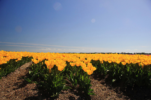 포토 JPG 해외이미지 식물 계절 꽃 꽃다발 컨셉 꽃무늬 밭 전구 자연 하늘 사람없음 초록색 파란색 컬러풀 햇빛 노란색 봄 튤립 성장 신선 네덜란드 내추럴 해외202004 해외포토 유럽 컬러 무늬 농업 태양 생태계 파일형식 이미지허브