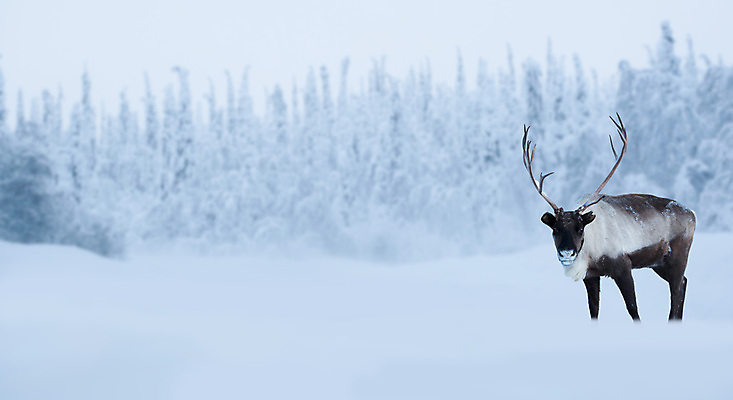 포토 JPG 해외이미지 나무 동물 계절 남자 야생동물 백그라운드 크리스마스 겨울 포유류 자연 아침 사슴 새해 뿔 핀란드 풍경 사람없음 야외 갈색 냉동 추위 흰색 신용카드 눈송이 승차 숲 서리 러시아 장면 북쪽 전나무 눈내림 카피스페이스 해외202004 해외포토 주간 식물 기념일 유럽 컬러 모션 눈_날씨 북유럽 사람 금융 공백 방향 생태계 파일형식 이미지허브