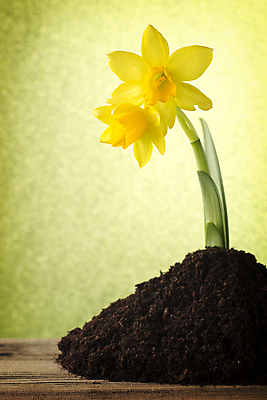 포토 JPG 해외이미지 꽃잎 꽃 꽃무늬 자연 부활절 사람없음 노란색 봄 성장 벚꽃 수선화 해외202004 해외포토 식물 계절 기념일 컬러 무늬 생태계 파일형식 이미지허브