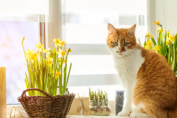 포토 JPG 해외이미지 한마리 실내 앉기 사람없음 반려동물 고양이 창가 수선화 반려묘 해외202004 해외포토 동물 1 꽃 창문 포유류 모션 내부 파일형식 이미지허브