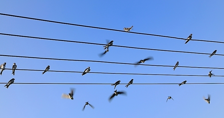 포토 JPG 해외이미지 동물 야생동물 선 날개 자연 조류 하늘 앉기 사람없음 파란색 힘 회색 그룹 철사 제비 줄서기 해외202004 해외포토 컬러 모션 생태계 파일형식 이미지허브