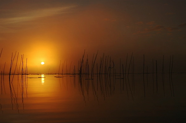 포토 JPG 해외이미지 나무 호수 오렌지 자연 아침 사람없음 물 반사 노란색 평화 일출 침묵 새벽 안개 황무지 고독 속도 해외202004 해외포토 주간 자연요소 식물 감정 컬러 컨셉 과일 날씨 노을 소리 생태계 파일형식 이미지허브