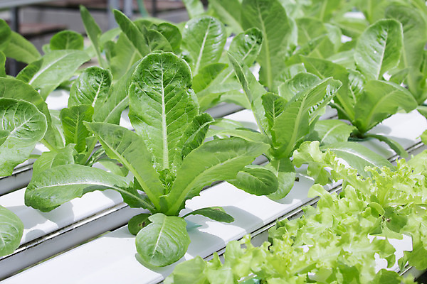 포토 JPG 해외이미지 식물 산업 음식 백그라운드 잎 밭 농업 채소 자연 건강 사람없음 야외 초록색 물 농작물 농장 환경 정원 놀이방 샐러드 성장 신선 상추 유기농 정리 줄서기 해외202004 해외포토 자연요소 웰빙 컬러 모션 생태계 파일형식 이미지허브