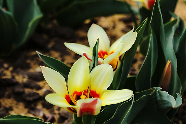 포토 JPG 해외이미지 식물 디자인 계절 꽃잎 꽃 백그라운드 잎 꽃무늬 패턴 밭 자연 아침 추상 선물 사람없음 장식 초록색 물 여름 햇빛 태양 정원 꽃병 맑음 놀람 봄 튤립 벚꽃 흰색 축하 인사 신선 분위기 5월 네덜란드 질감 엽서 부드러움 내추럴 완벽 해외202004 해외포토 주간 자연요소 감정 유럽 컬러 컨셉 무늬 농업 날씨 표정 예절 감각 날짜 편지 생태계 파일형식 이미지허브