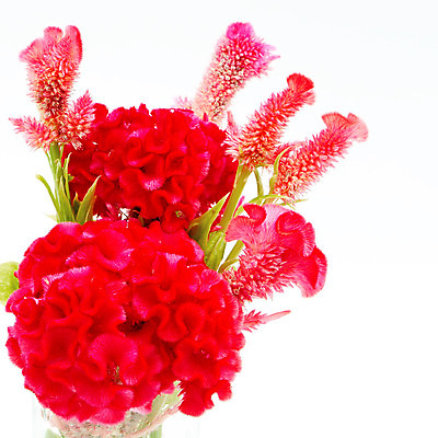 포토 JPG 해외이미지 식물 꽃 백그라운드 잎 꽃무늬 패턴 자연 사람없음 빨간색 초록색 컬러풀 정원 흰색 신선 원예 내추럴 고립 해외202004 해외포토 컬러 무늬 취미 생태계 파일형식 이미지허브