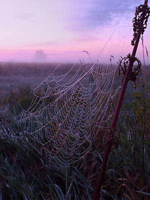 포토 JPG 해외이미지 나무 식물 하늘 아침 사람없음 보라색 안개 거미줄 제비꽃 해외202004 해외포토 주간 꽃 컬러 날씨 파일형식 이미지허브
