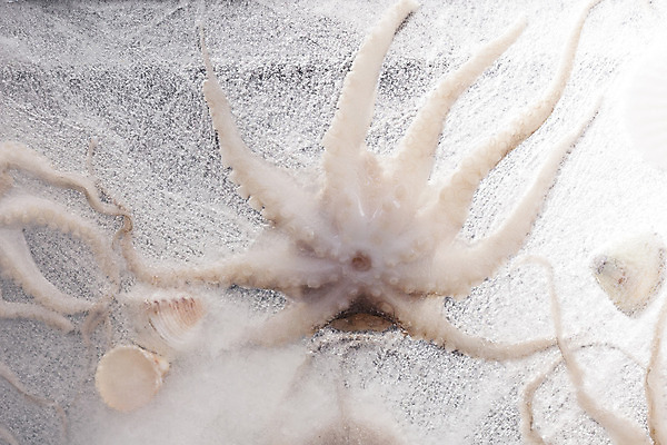 포토 JPG 해외이미지 동물 전통 음식 바다 백그라운드 재료 자연 낚시 조개 건강 종류 어류 요리 사람없음 가로 식당 냉동 얼음 식사 저녁식사 껍질 신선 맛 지중해 먹기 해산물 오징어 유기농 날것 문어 촉수 내추럴 점심식사 고립 해외202004 해외포토 자연요소 웰빙 컨셉 모션 레저 어패류 연체동물 상점 수중동물 생태계 파일형식 이미지허브