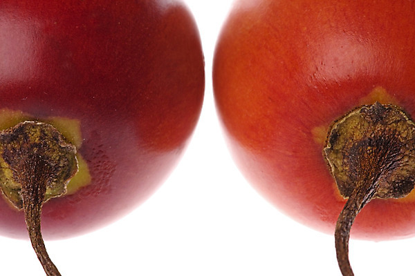 포토 JPG 해외이미지 나무 식물 계절 음식 농업 토마토 채소 과일 자연 디저트 건강 사람없음 빨간색 신선 닫기 달콤 먹기 묘사 고립 숙성 이란 해외202004 해외포토 산업 컬러 중동 모션 맛 생태계 파일형식 이미지허브