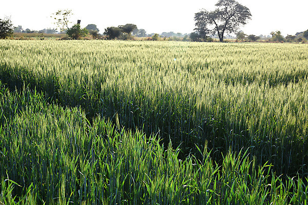 포토 JPG 해외이미지 식물 계절 음식 빵 줄기 백그라운드 밭 농업 자연 하늘 날씨 건조 건강 씨앗 풍경 사람없음 야외 초록색 농작물 농장 농경지 노란색 새싹 환경 봄 수확 성장 가을 시골 황금 낟알 땅 시리얼 밀 유기농 보리 귀 밀짚 내추럴 밭일 숙성 호밀 해외202004 해외포토 웰빙 산업 컬러 곡류 신체부위 짚 생태계 파일형식 이미지허브