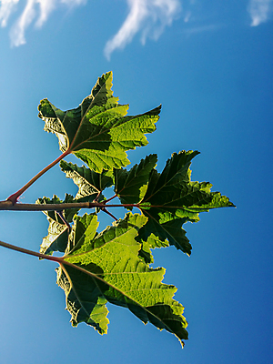 포토 JPG 해외이미지 나무 식물 계절 공원 열매 꽃 백그라운드 잎 꽃무늬 농업 자연 하늘 새로움 사람없음 야외 초록색 파란색 햇빛 태양 갈색 환경 정원 맑음 봄 성장 벚꽃 나뭇가지 신선 개화 숲 4월 관목 내추럴 건포도 해외202004 해외포토 자연요소 공공시설 산업 컬러 컨셉 무늬 포도 날씨 날짜 생태계 건과일 파일형식 이미지허브