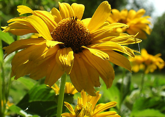 포토 JPG 해외이미지 식물 계절 공원 꽃잎 꽃 잎 꽃무늬 자연 사람없음 초록색 햇빛 태양 노란색 정원 벚꽃 달 시골 황무지 오브젝트 원예 데이지 꽃가루 꽃수술 필라멘트 해외202004 해외포토 자연요소 공공시설 컬러 무늬 취미 가루 생태계 파일형식 이미지허브