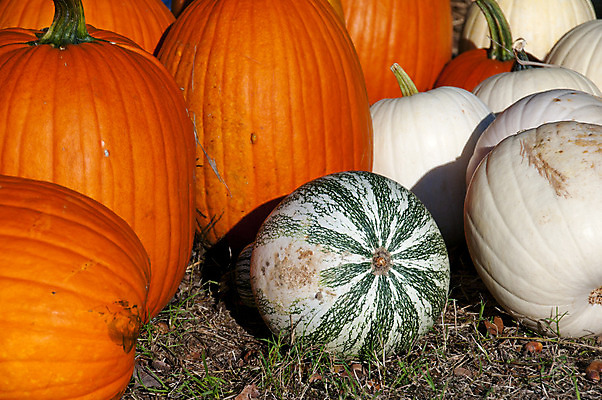 포토 JPG 해외이미지 계절 음식 밭 농업 채소 오렌지 부분 자연 호박 휴가 건강 사람없음 장식 농작물 농장 축제 할로윈 수확 가을 등불 축하 시장 11월 인도인 유기농 날것 박 추수감사절 O 잭 10월 내추럴 밭일 잭오랜턴 해외202004 해외포토 외국인 웰빙 알파벳 산업 기독교 컨셉 과일 조명 동양인 날짜 생태계 파일형식 이미지허브