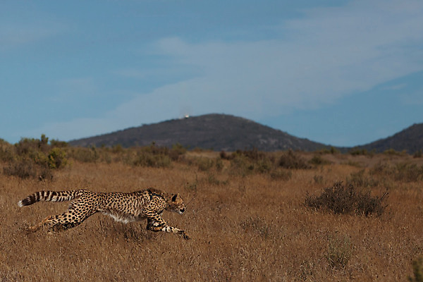 포토 JPG 해외이미지 야생동물 자연 사람없음 고양이 사냥 육식동물 치타 남아프리카 해외202004 해외포토 동물 포유류 아프리카 반려동물 생태계 파일형식 이미지허브