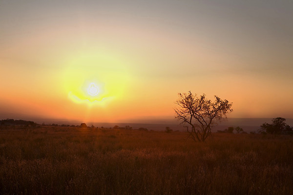 포토 JPG 해외이미지 나무 산 씨앗 풍경 사람없음 일몰 남아프리카 해외202004 해외포토 식물 아프리카 노을 파일형식 이미지허브