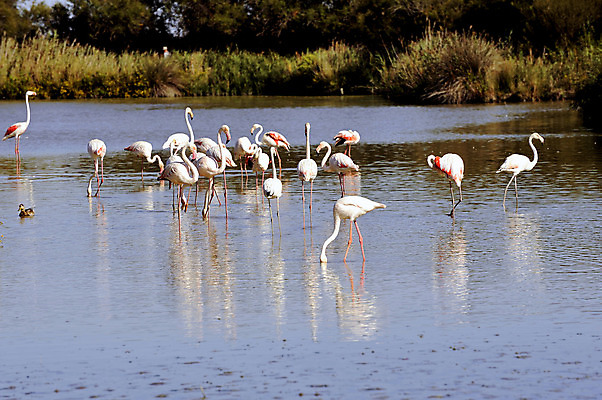 포토 JPG 해외이미지 동물 공원 야생동물 분홍색 여행 자연 조류 풍경 사람없음 물 컬러풀 반사 프랑스 그룹 우아함 플라밍고 깃털 남쪽 이국적 많음 해외202004 해외포토 자연요소 공공시설 유럽 컬러 컨셉 방향 생태계 파일형식 이미지허브