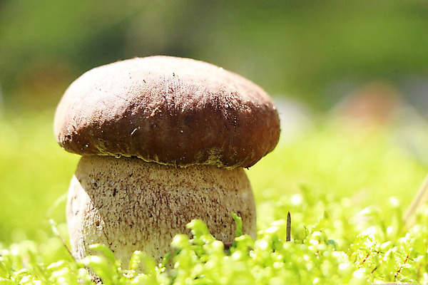 포토 JPG 해외이미지 식물 계절 음식 다이어트 채소 재료 자연 건강 이끼 요리 사람없음 목재 초록색 여름 갈색 맑음 식사 버섯 성장 가을 흰색 신선 숲 큼 유기농 내추럴 곰팡이 그물버섯 식용 채식주의자 캡모자 해외202004 해외포토 나무 모자_잡화 웰빙 컬러 날씨 크기 생태계 채식 파일형식 이미지허브