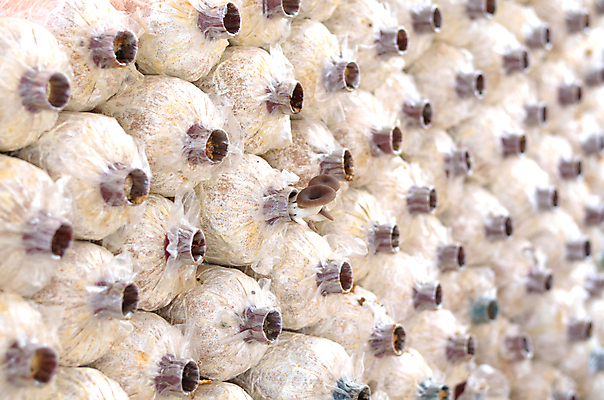 포토 JPG 해외이미지 식물 음식 백그라운드 다이어트 채소 재료 자연 건강 사람없음 농장 갈색 버섯 젖음 굴 흰색 신선 먹기 유기농 질감 내추럴 곰팡이 채식주의자 캡모자 해외202004 해외포토 모자_잡화 웰빙 컬러 농업 모션 어패류 생태계 채식 파일형식 이미지허브