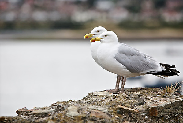 포토 JPG 해외이미지 주간 호수 야생동물 벽 바다 날개 발 자연 갈매기 조류 바람 날씨 휴가 잉글랜드 웨일즈 생물 주택 함께함 서기 사람없음 야외 물 여름 파란색 강 햇빛 평화 항구 맑음 회색 흰색 오픈 쌍 자신감 보트 고독 댐 깃털 꼬리 부리 서식지 내추럴 동물상 옛날 웅장함 철책 해외202004 해외포토 자연요소 동물 계절 공공시설 감정 컬러 컨셉 배_교통 교통시설 모션 영국 건물 신체부위 태양 조형물 생태계 파일형식 이미지허브