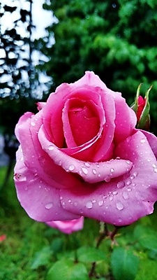 포토 JPG 해외이미지 식물 꽃 분홍색 사람없음 야외 햇빛 장미 정원 젖음 물방울 빗물 혼자 해외202004 해외포토 컬러 태양 비_날씨 파일형식 이미지허브