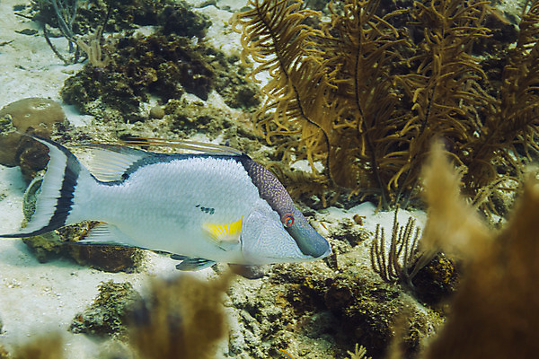 포토 JPG 해외이미지 동물 야생동물 바다 자연 동물원 어류 사람없음 물 환경 수중 산호 암초 대서양 동물상 소금물 온두라스 해외202004 해외포토 자연요소 조형물 수중동물 중앙아메리카 자포동물 생태계 파일형식 이미지허브