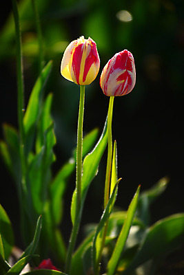 포토 JPG 해외이미지 식물 꽃잎 꽃 밭 사람없음 농장 봄 튤립 벚꽃 해외202004 해외포토 계절 농업 파일형식 이미지허브