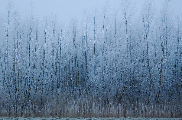 포토 JPG 해외이미지 나무 계절 겨울 자연 풍경 사람없음 야외 초록색 파란색 냉동 얼음 추위 흰색 나뭇가지 숲 12월 언덕 서리 해외202004 해외포토 자연요소 식물 컬러 날짜 생태계 파일형식 이미지허브